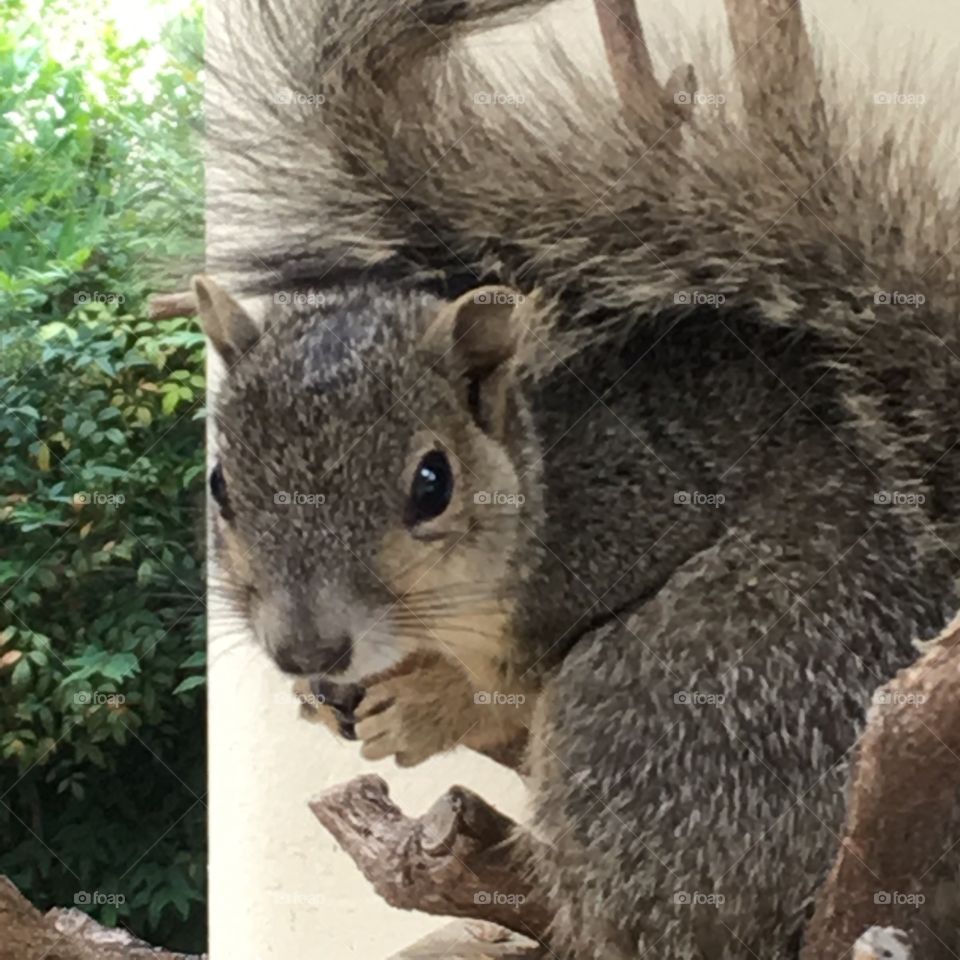 Here's looking at you, Baby (squirrel)