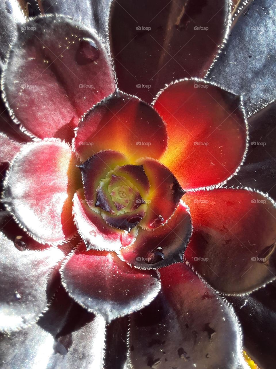 Macro image of Aeonium Arboreum  Zwartkop. Succulent plant also known as black rose, Irish rose, tree aeonium or Tree Houseleek
