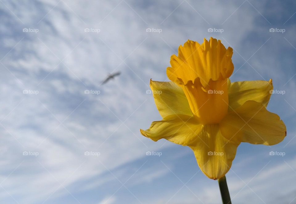 Spring flower 💛 Sky🤍 Bird 🕊️