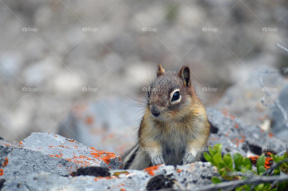 Sitting Squirrel in rock, beautiful, claim