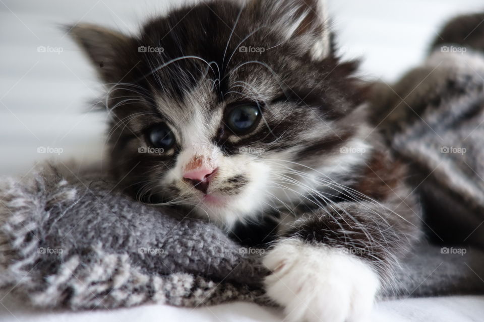 Close-up of kitten in cloth