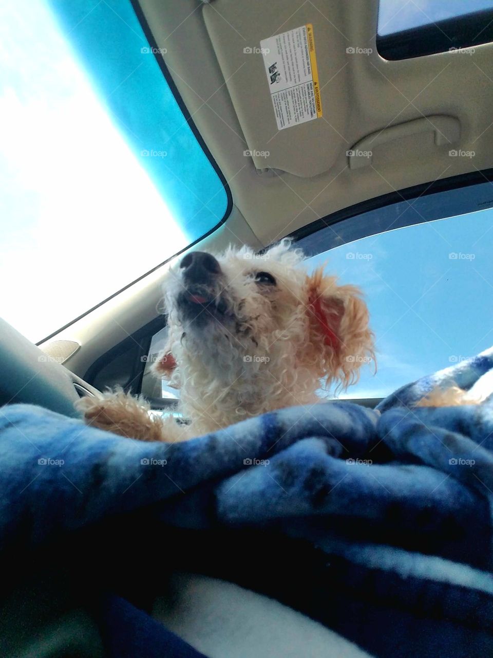 Dog enjoying car ride in front seat
