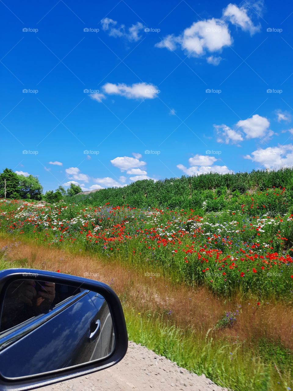 roadside  with wild flowers on a sunny day