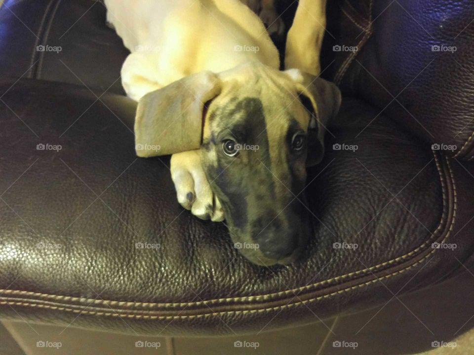 Chimera Great Dane Puppy