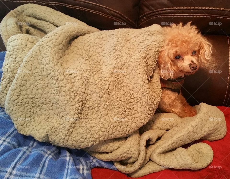 Poodle in a blanket