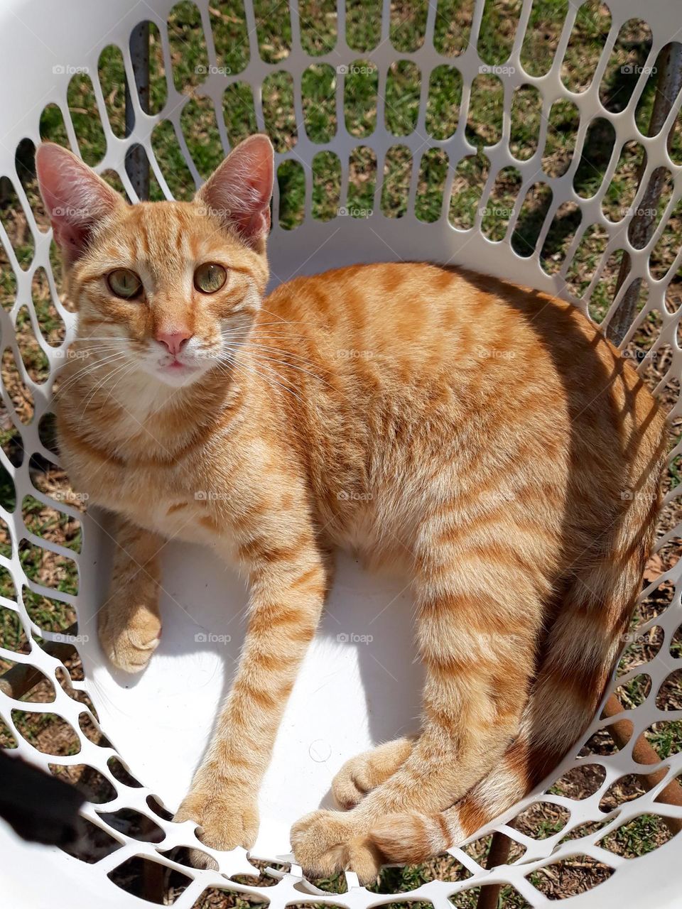 Ginger cat in a washing basket photograph taken in Tooraweenah New South Wales Australia