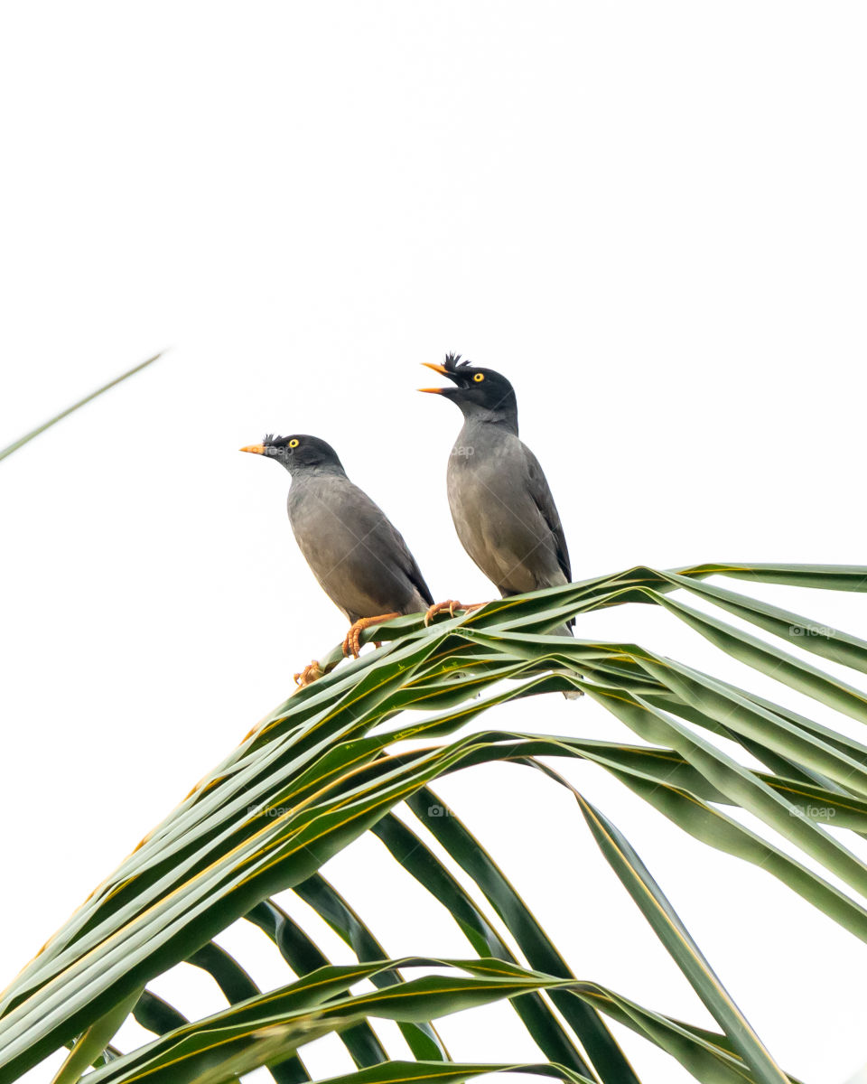 Cute Pair of Myna