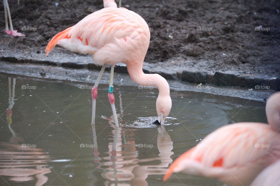 Flamingo drinking water