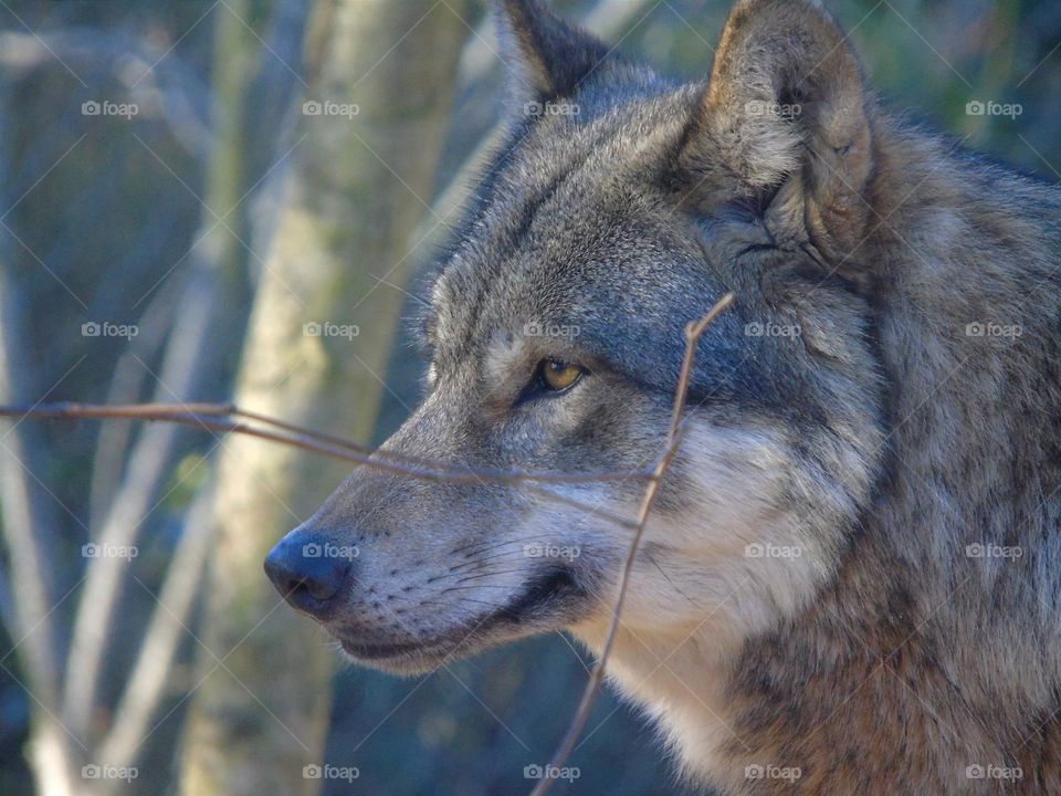 Grey wolf, beautiful, fluffy winter fur, Colchester Zoo, UK