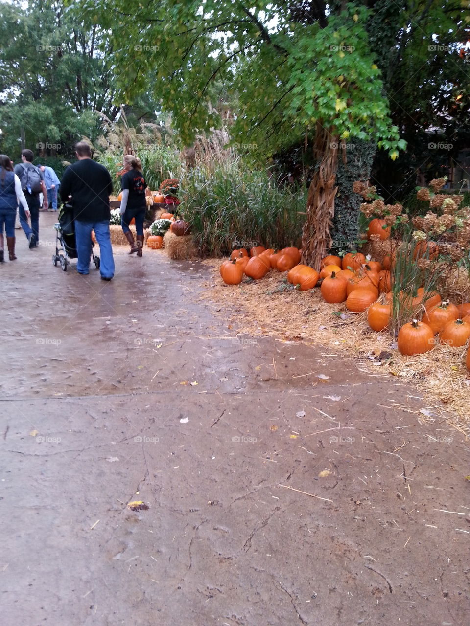 Pumpkin line