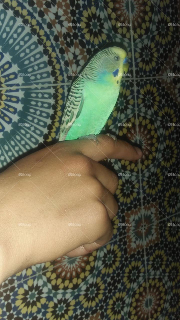 canary bird on my hand.