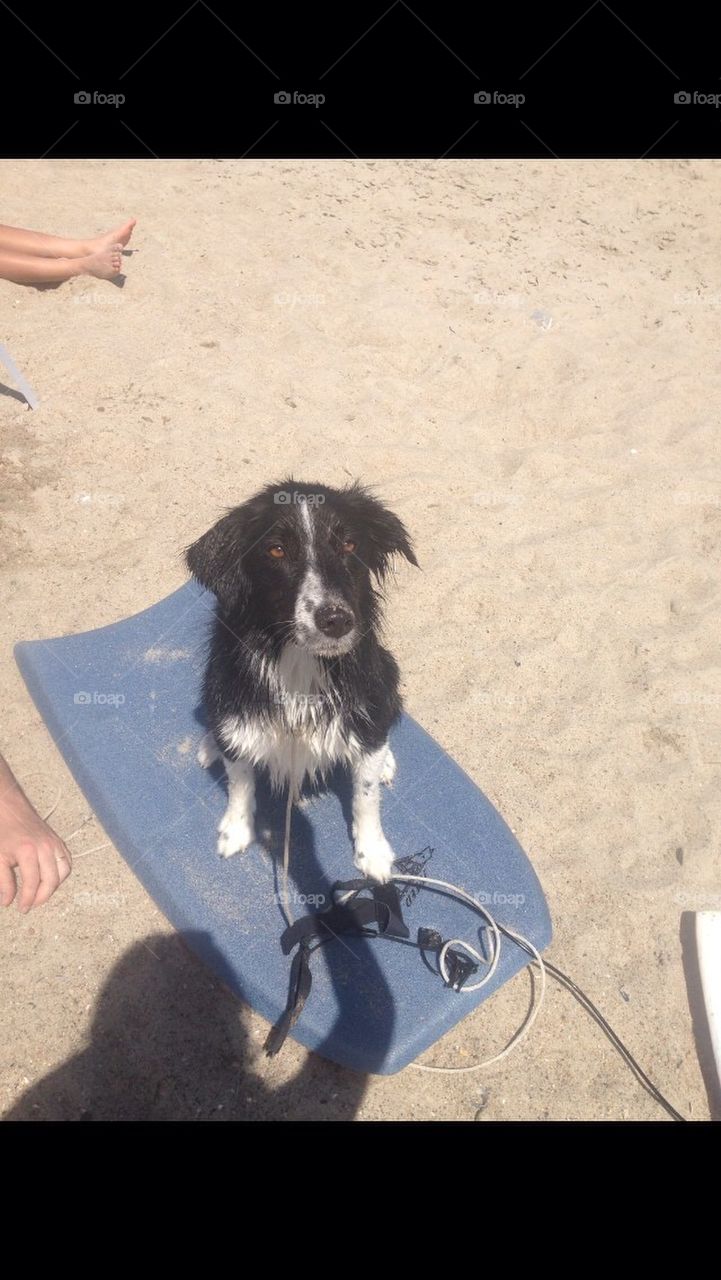 Puppy surfing