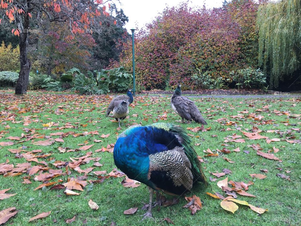 Beauty in the park this gloomy morning