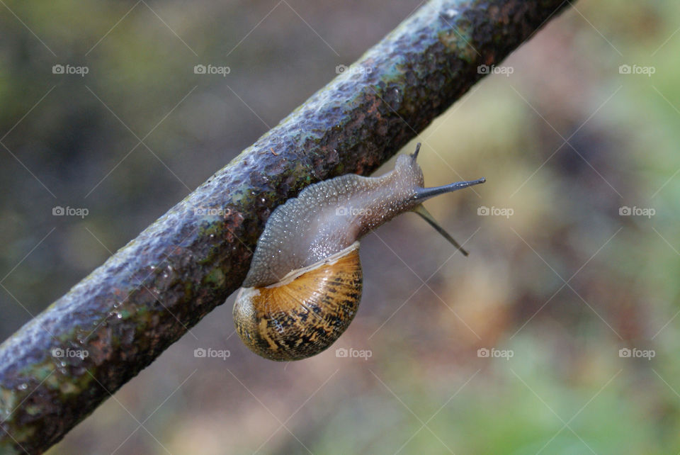nature animal snail by ptrendy