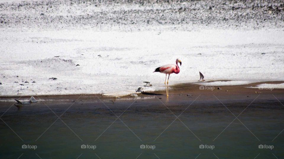 a lonely flamingo on a lake in the heights of the mountains