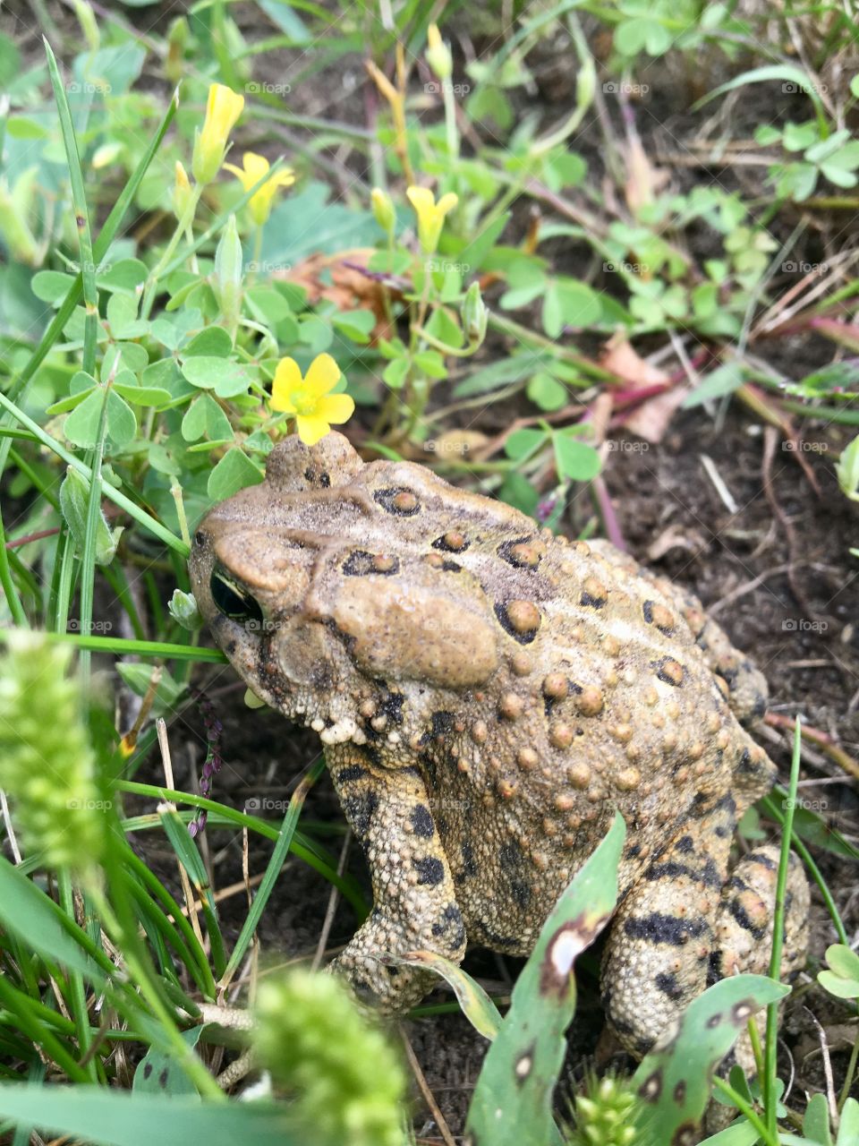 A toad sitting on the ground in my backyard. He has a yellow flower over his right eye. The picture is so clear you can see all his coloration and skin texture. The grass and weeds are very lush and bright green.