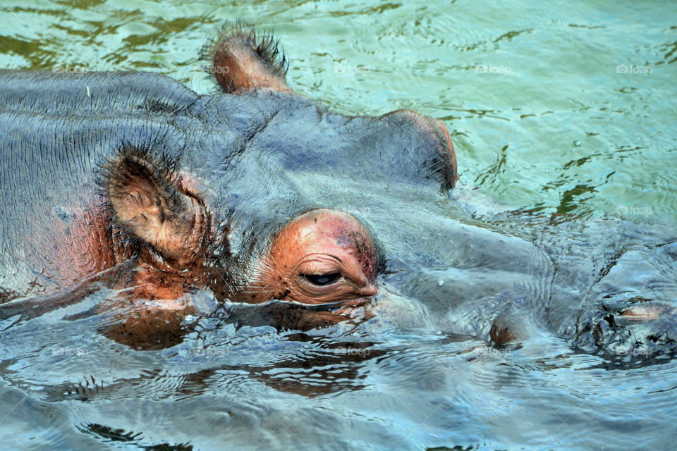 Hippopotamus swimming in water