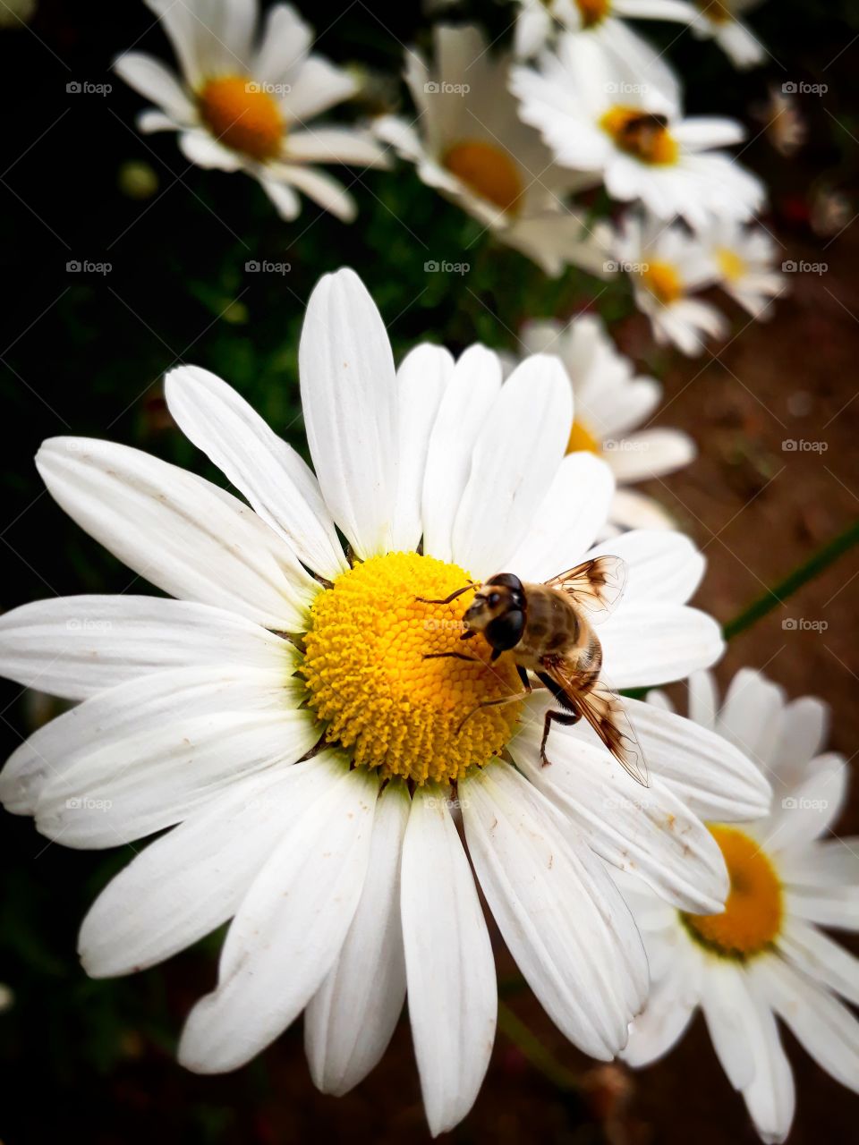 Nature photography, pollination in progress. In Manipur, India.