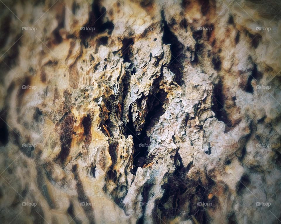 tree bark