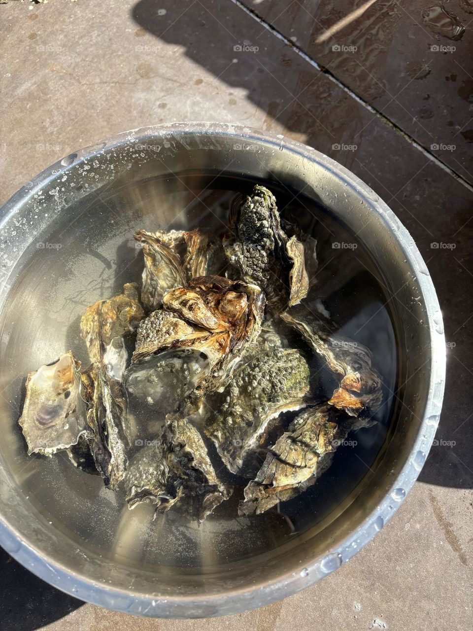 Fresh oysters, soaking in water.