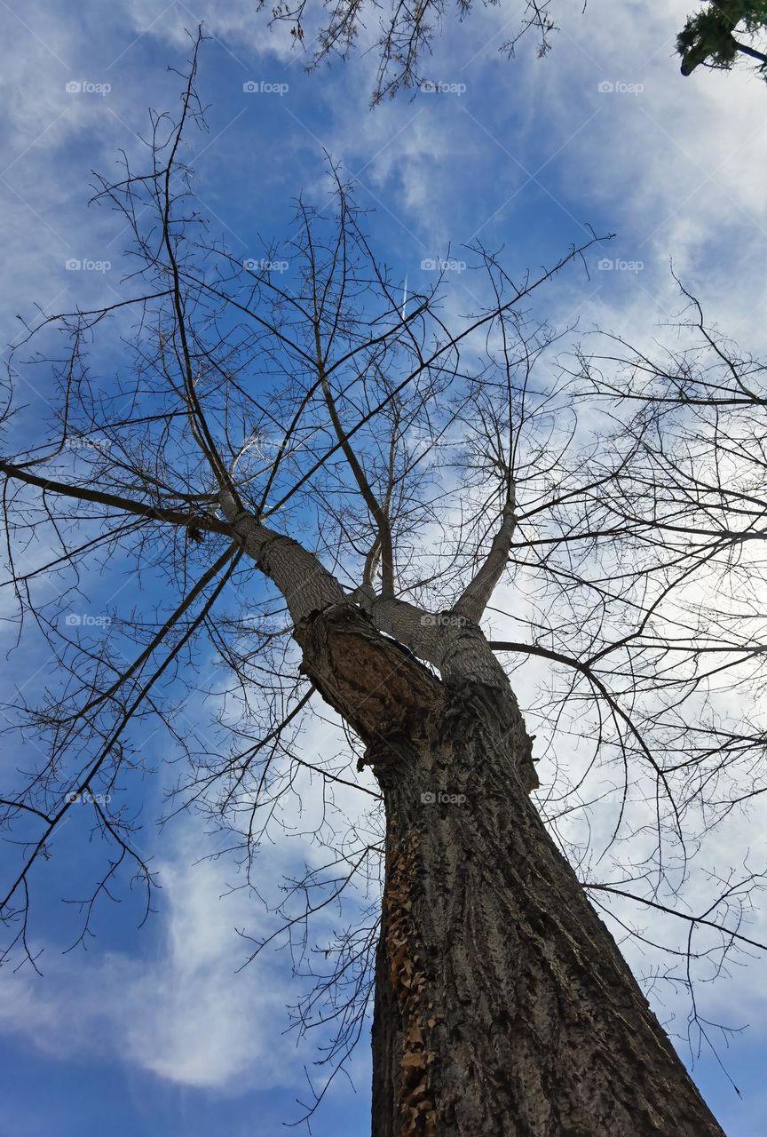 Lonely tree is reaching the sky