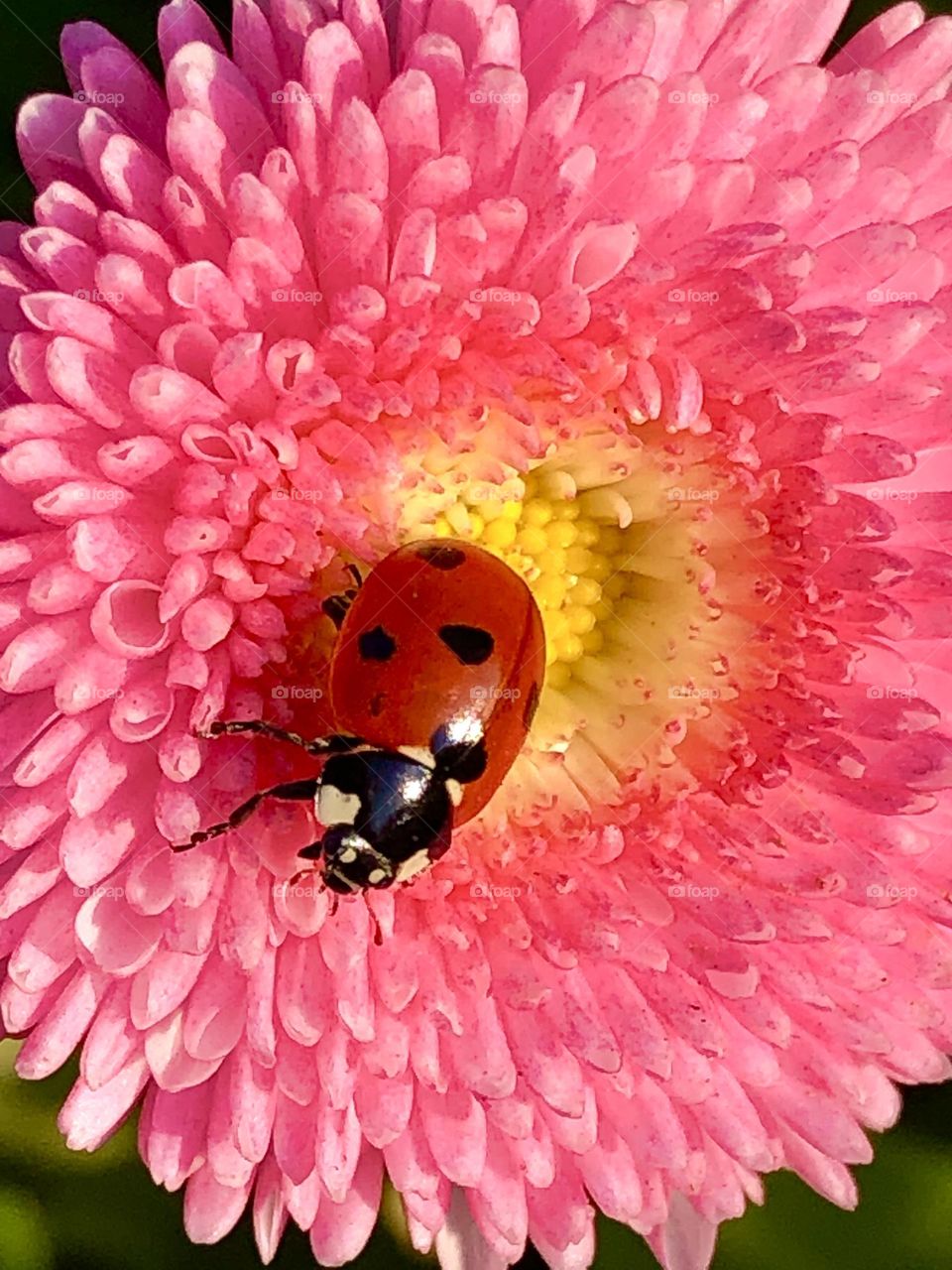 Ladybird on pink flower