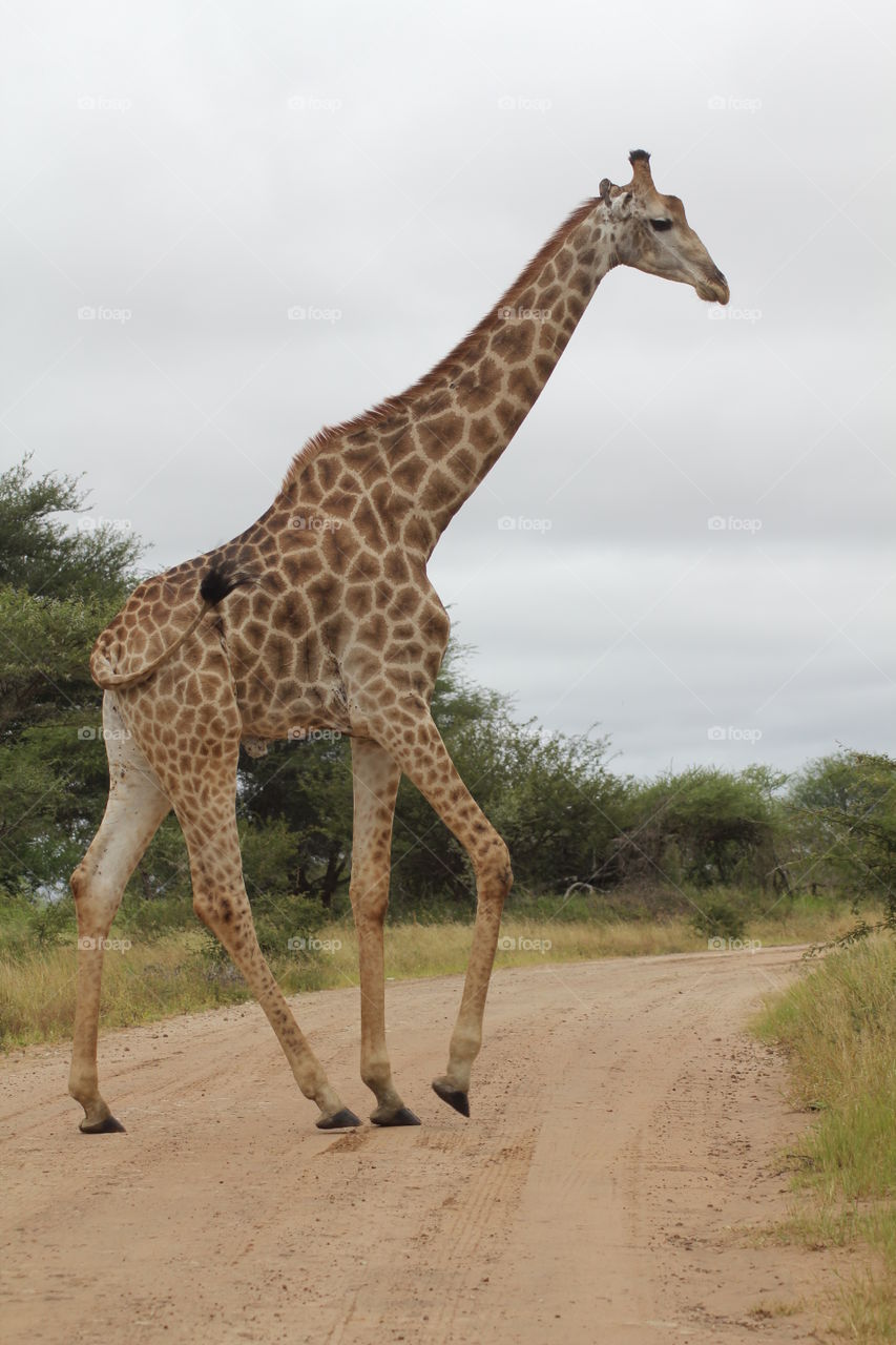 Kruger park giraffe South Africa 