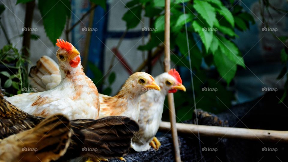 Dwarf Chicken in the farm
