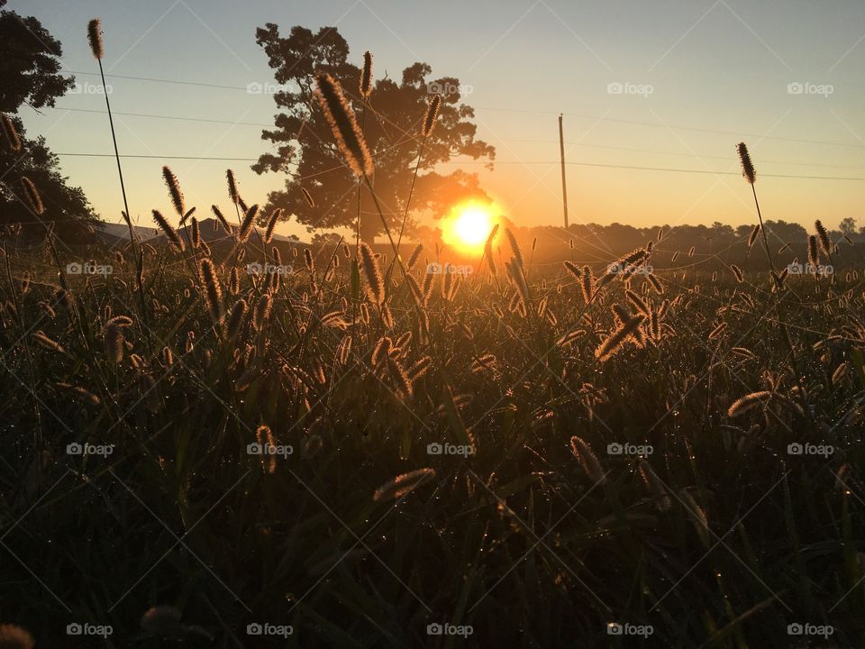 Sun rising over the high grass on the farm 