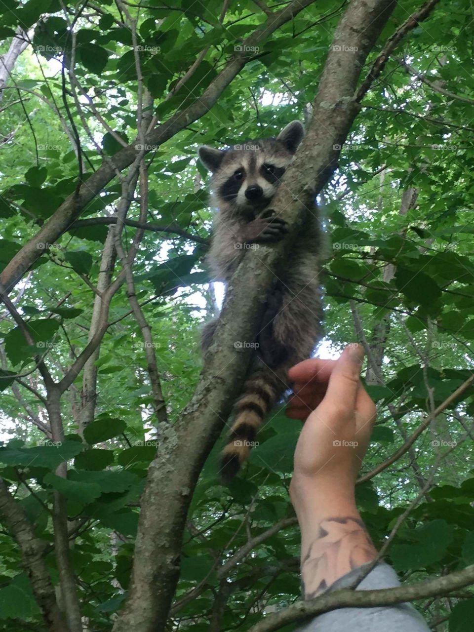Baby Raccoon In The Wild