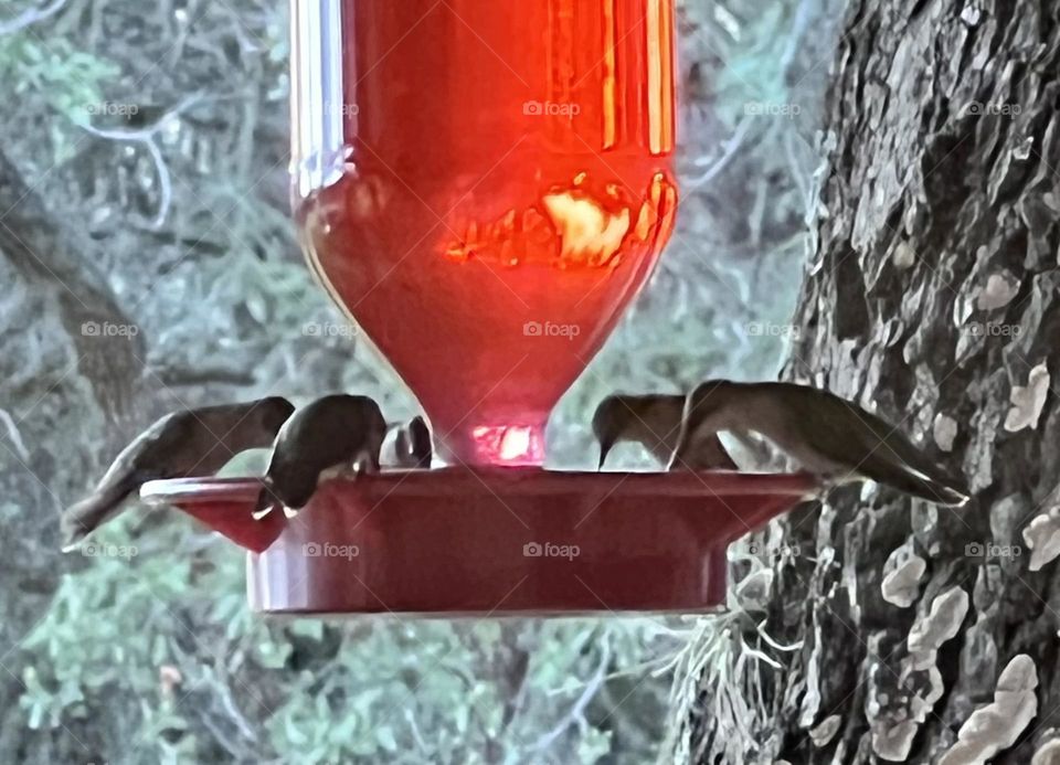 Bird watching mission. 6 hummingbirds enjoying the feeder on the porch and I enjoyed watching them ❤️