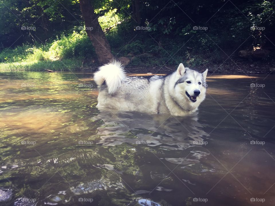 Creek swimming