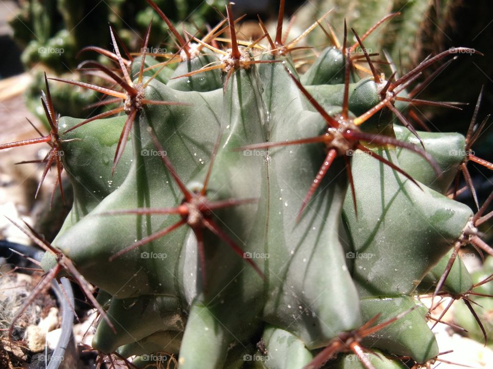 Beautiful cactus flowers with sunlight in Garden