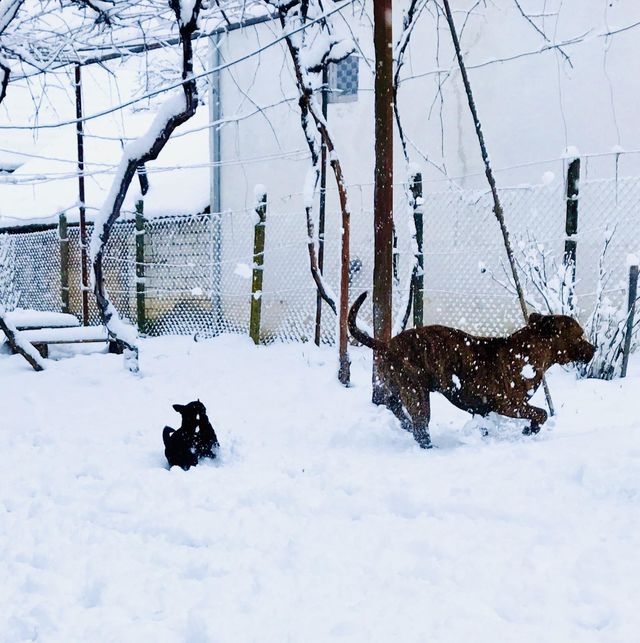 Dogs Playing 