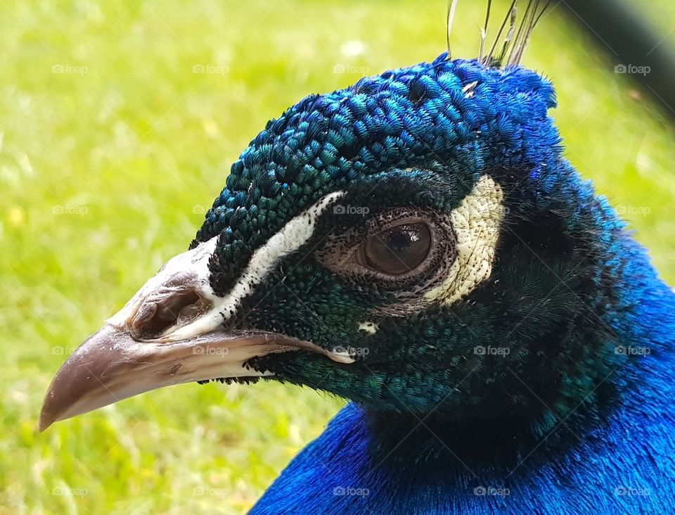 Peacock