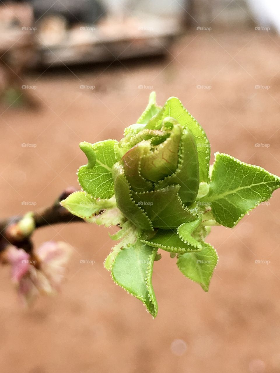 Macro apricot tree blossom
On the very tip of the branch with blurred background 