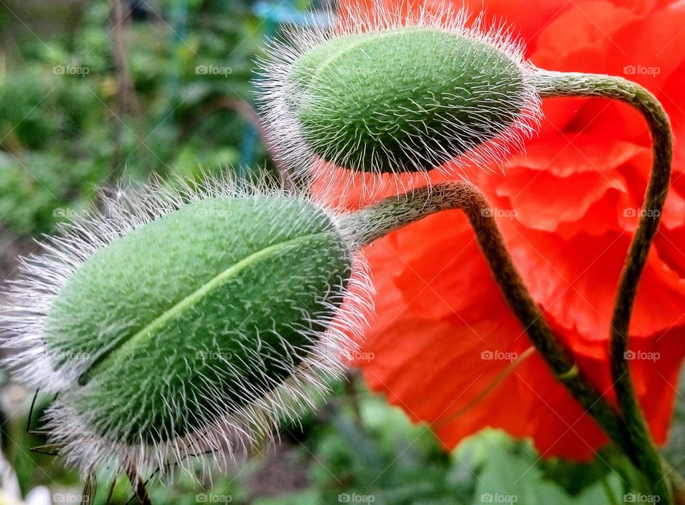 Poppy flowers 🌸