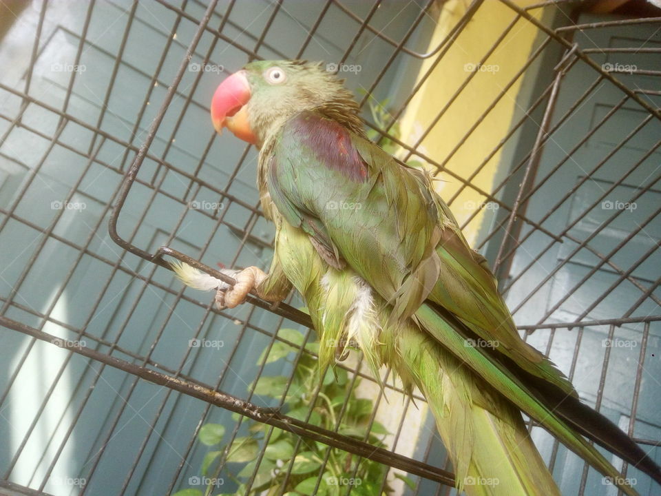 wet parrot