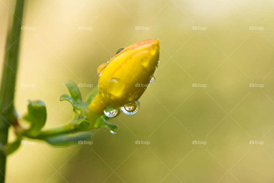 Flower Bud Waiting to bloom