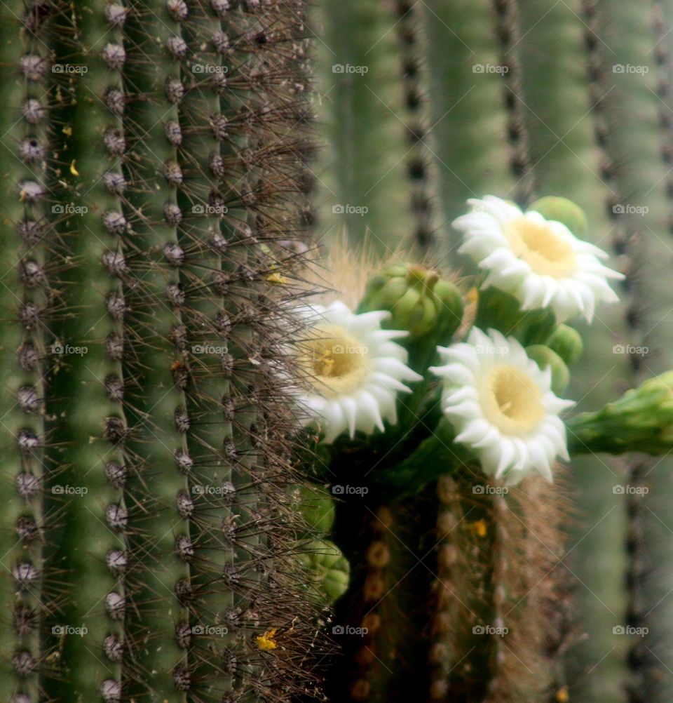 Cactus Flowers in the Desert