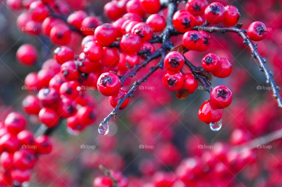 Close-up of red berries