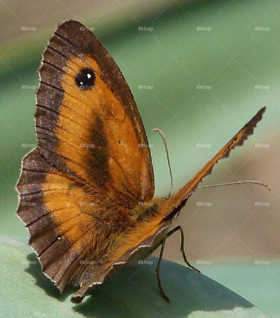 Butterfly