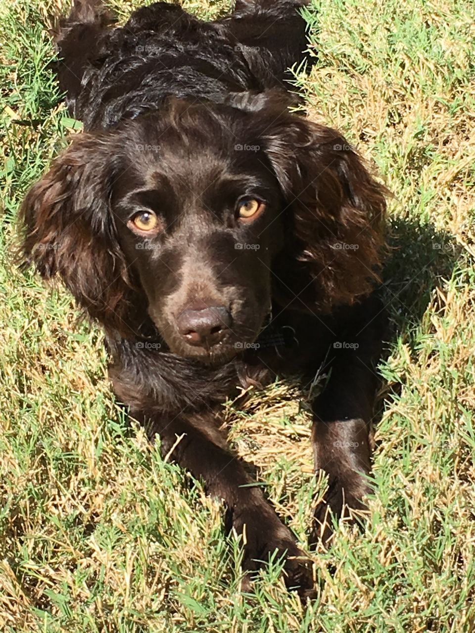 Boykin Spaniel
