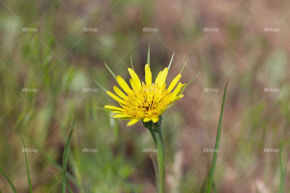 flower in the summer