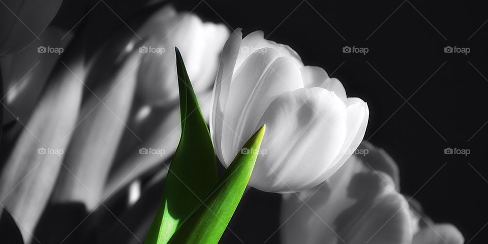flower white black tulip by lotti886