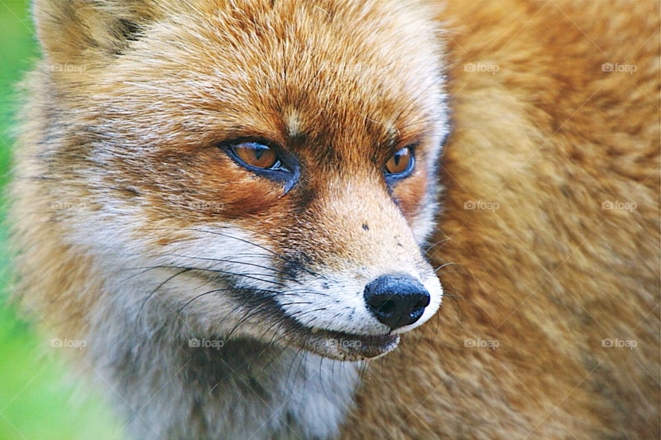 nature fox animal eyes by KathOnEarth