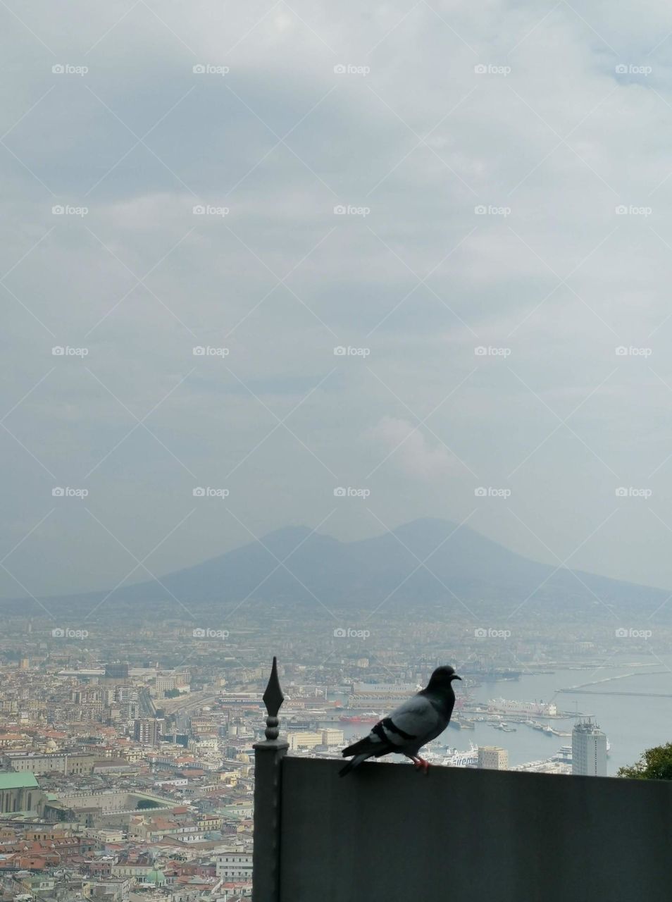 Urban nature. Wildlife. Neapole, Italy. City view. Mountains.