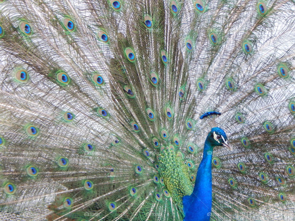 Proud Peter the Peacock