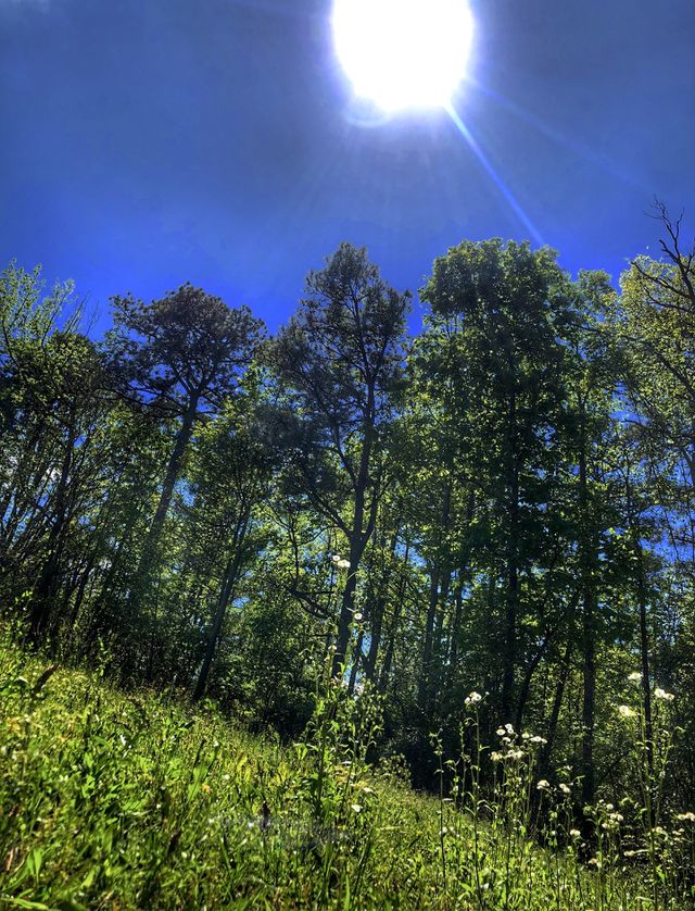 Spring Trance
