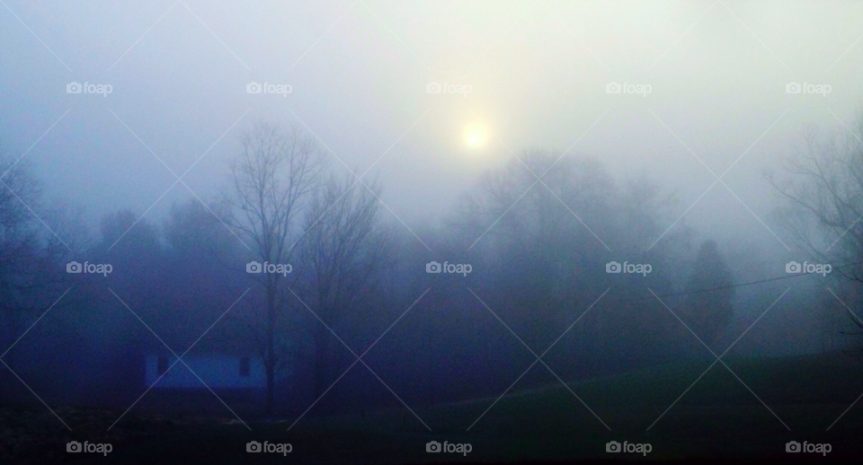 field morning sun trees by indescribable